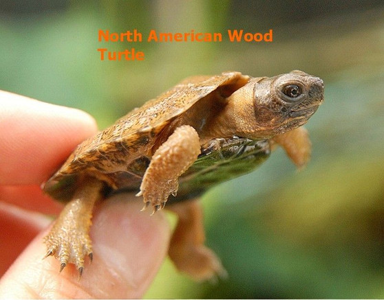 North American Wood Turtle - Image 2