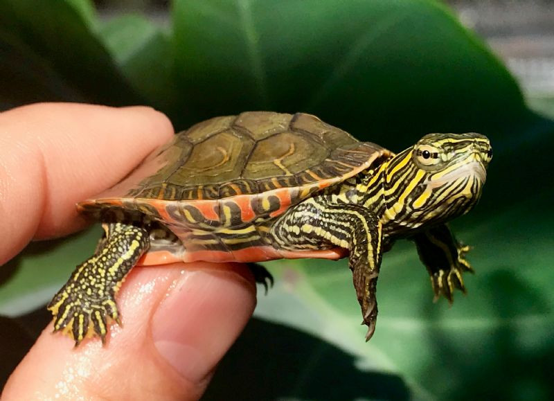 Western Painted Turtle