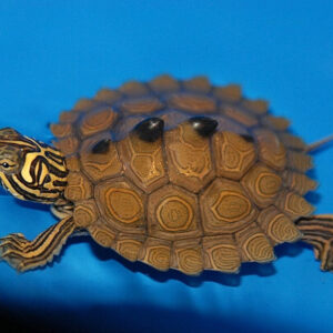 Northern Black Knobbed Sawback Map Turtle