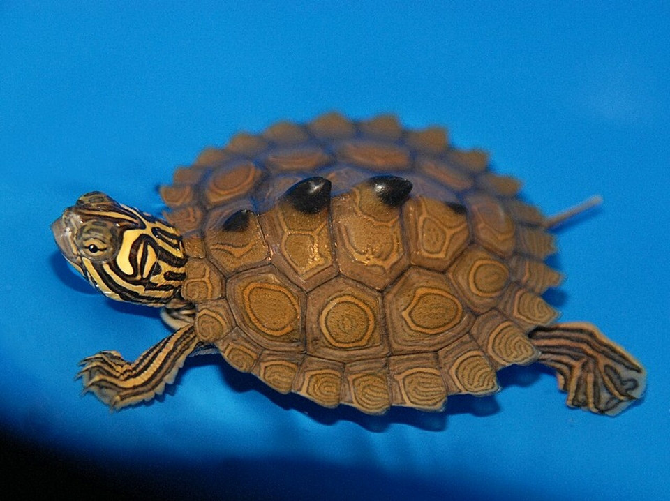 Northern Black Knobbed Sawback Map Turtle
