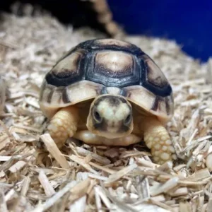 Marginated Tortoise