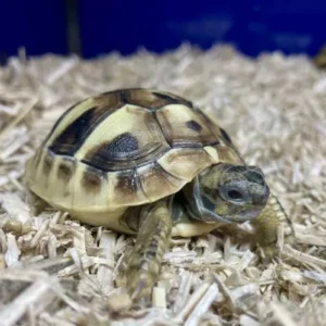 2025 Captive-Bred Eastern Hermann Tortoise