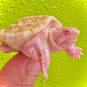 Albino Common Snapping Turtles
