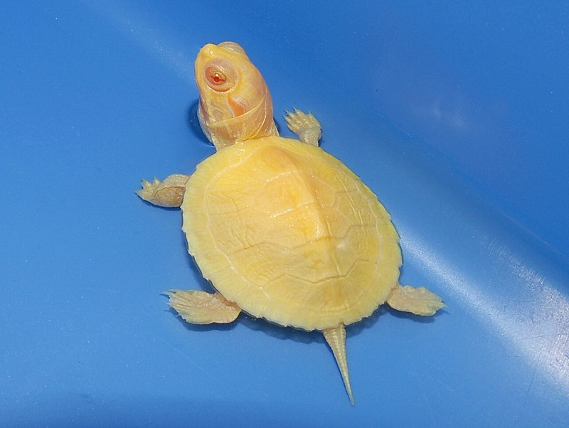 Albino Red Eared Slider - Image 3