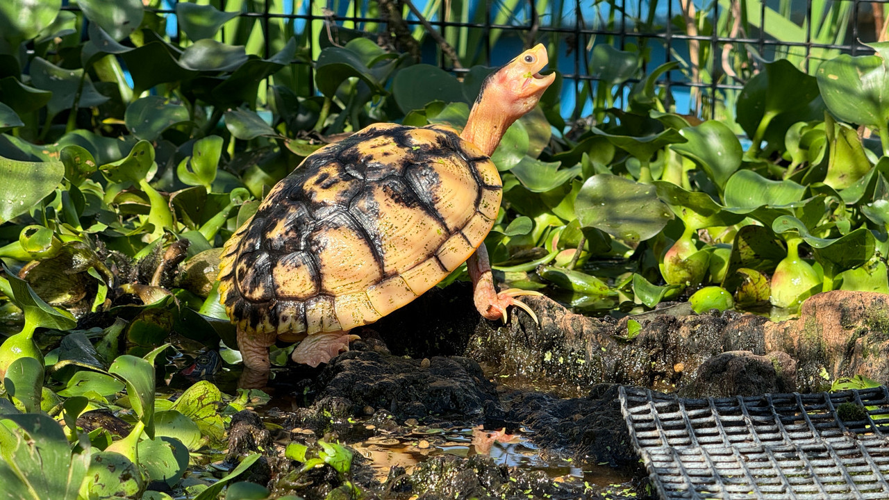 Caramel Pink Albino Red Eared Slider - Garden Pond Sizes - Image 2