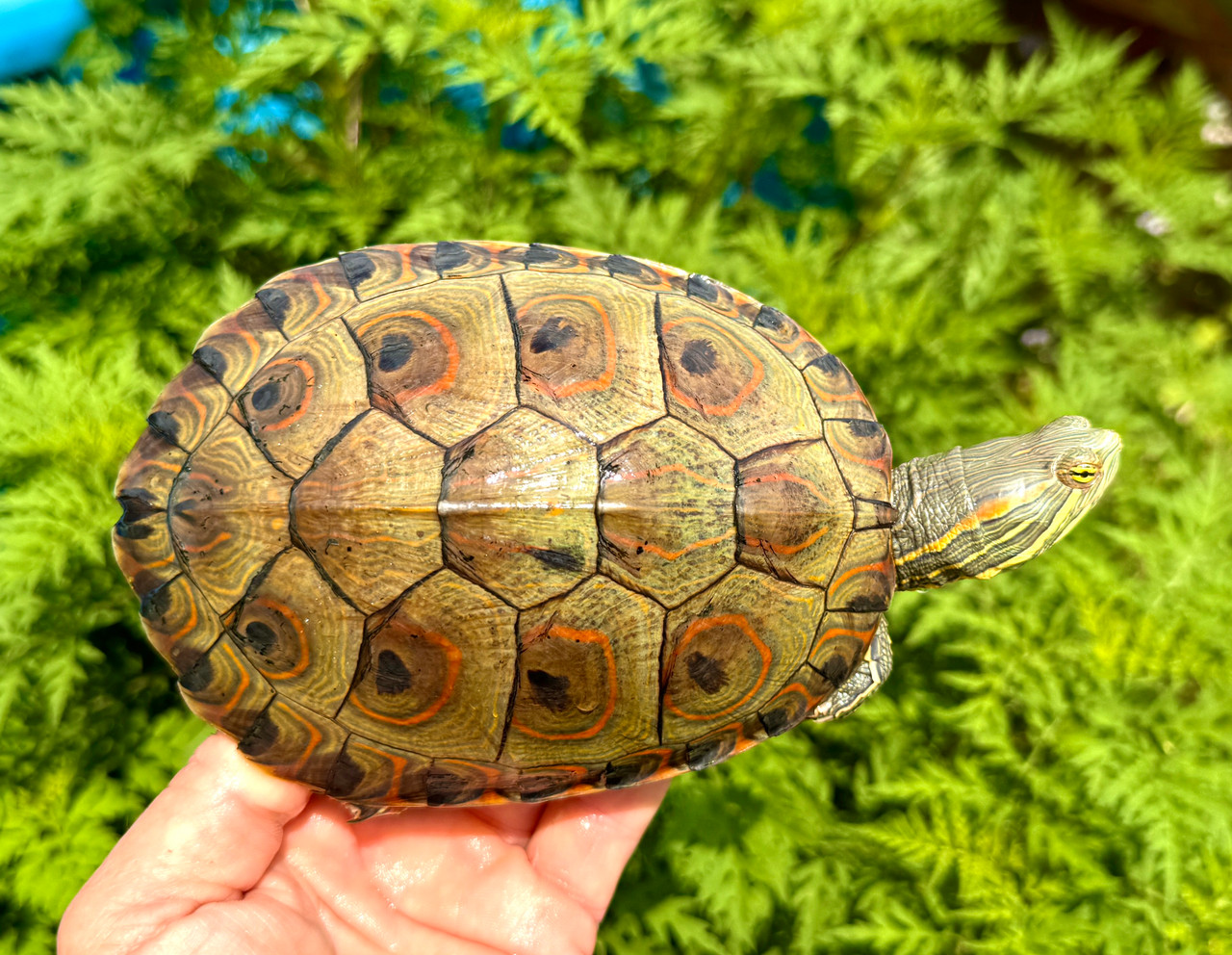 Mexican Ornate Slider - Image 2