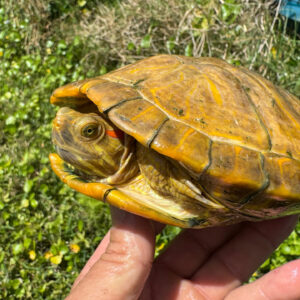 Emerald Albino Paradox Red Eared Slider- Garden Pond Sizes