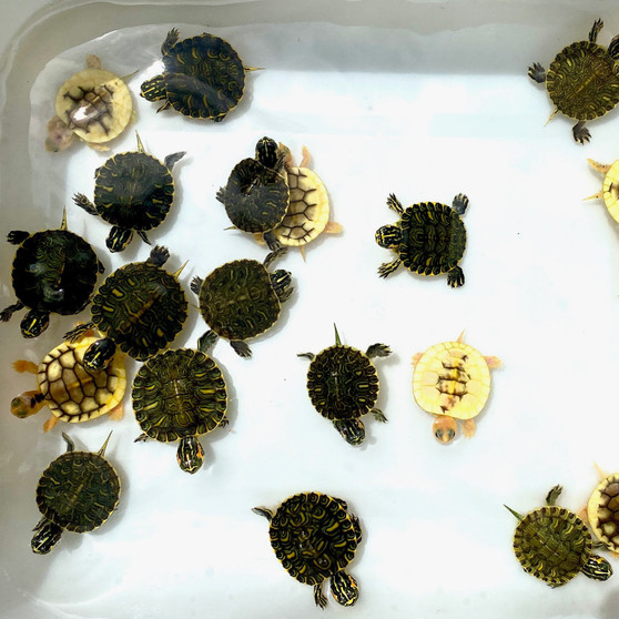 Caramel Albino Yellow Bellied Slider - Image 2
