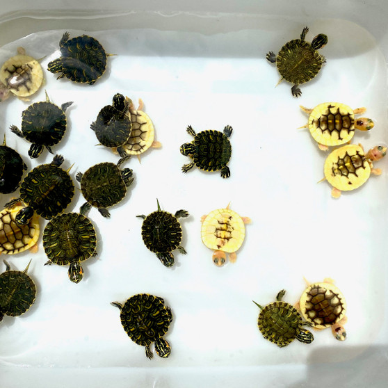 Caramel Albino Yellow Bellied Slider - Image 3