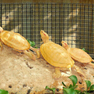 Albino Red Eared Slider - Garden Pond Sizes