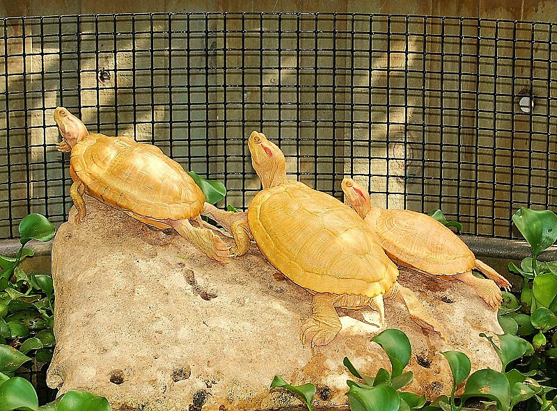 Albino Red Eared Slider - Garden Pond Sizes