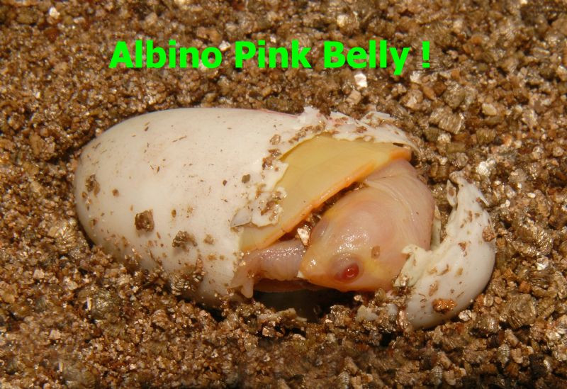 Albino Pink Belly Side Necked Turtle