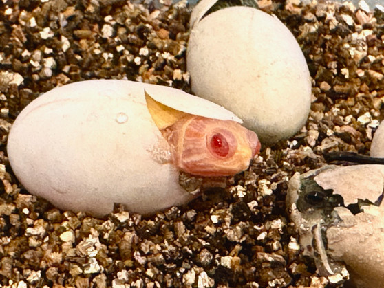 Albino Red Eared Slider - Image 2