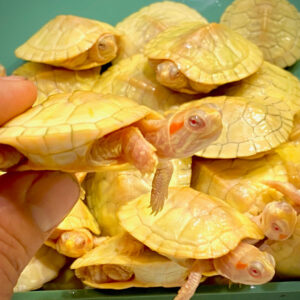Albino Red Eared Slider