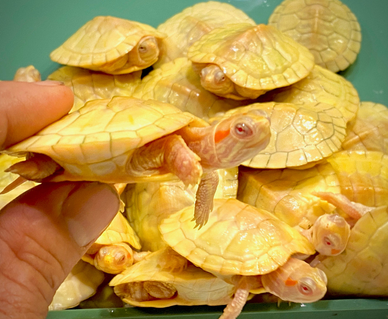 Albino Red Eared Slider