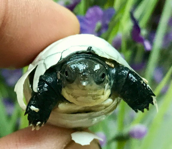 Asian Yellow Pond Turtle