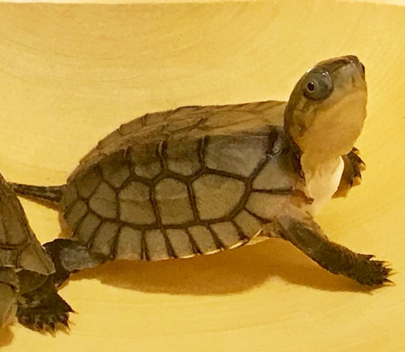 Asian Yellow Pond Turtle - Image 3