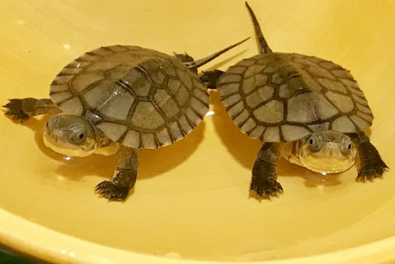 Asian Yellow Pond Turtle - Image 2