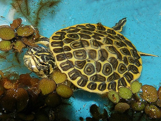 Florida Chicken Turtle - Image 2