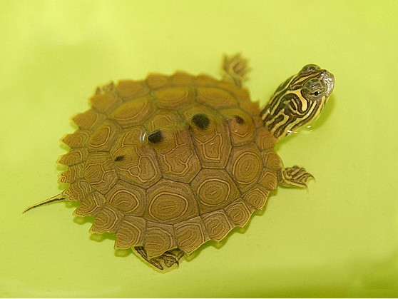 Northern Black Knobbed Sawback Map Turtle - Image 3