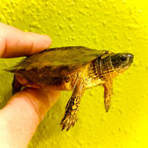 Giant Black Wood Turtle