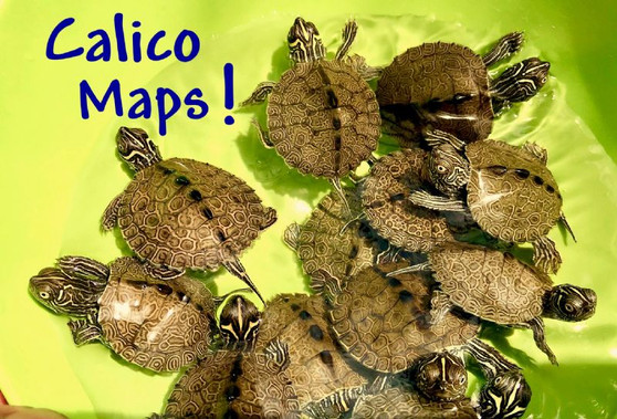 Calico Map Turtle - Image 4