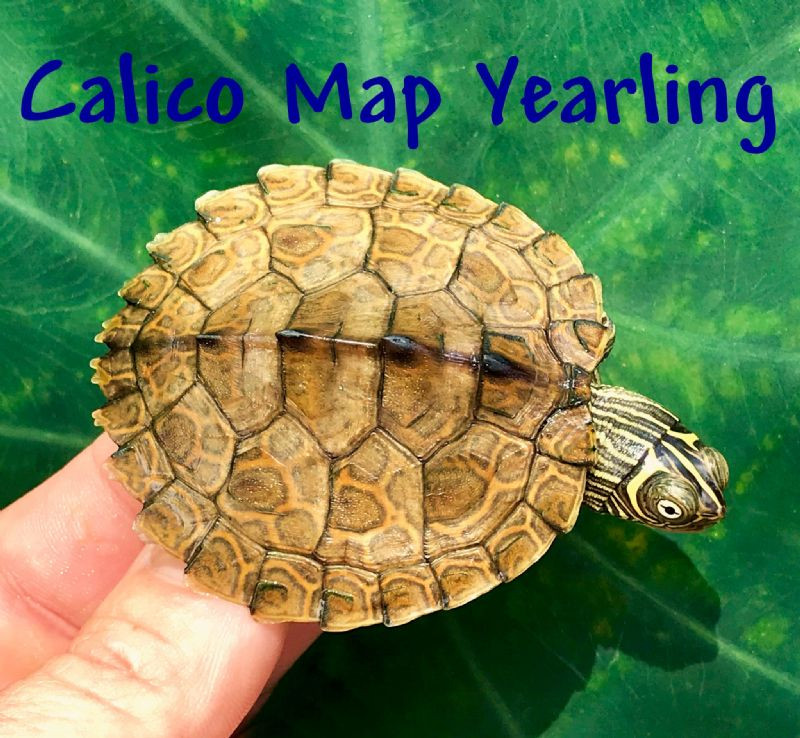 Calico Map Turtle - Image 2
