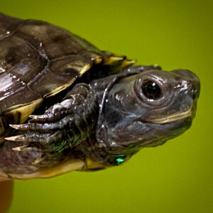 Charcoal Red Eared Slider