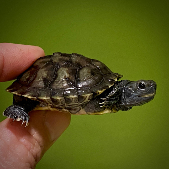Charcoal Red Eared Slider - Image 2