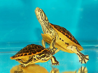 Florida Chicken Turtle - Image 3