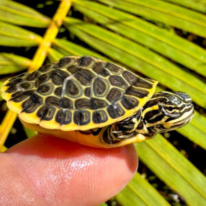 Florida Chicken Turtle