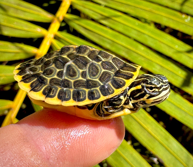 Florida Chicken Turtle