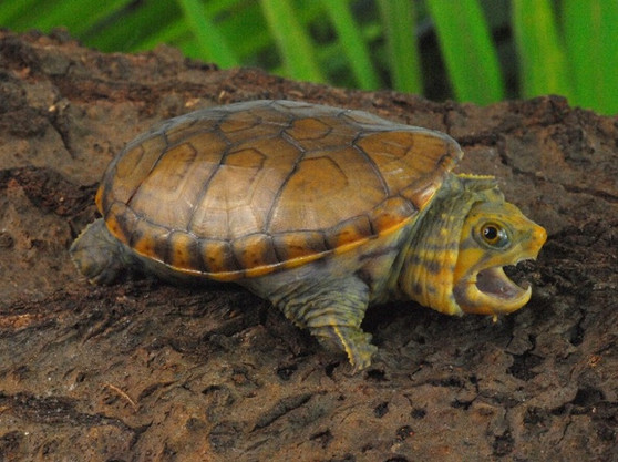 Narrow Bridged Musk Turtle - Image 2