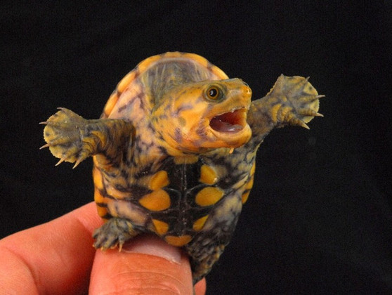 Narrow Bridged Musk Turtle - Image 3