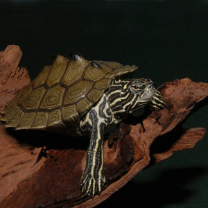 Southern Black Knobbed Sawback Map Turtle