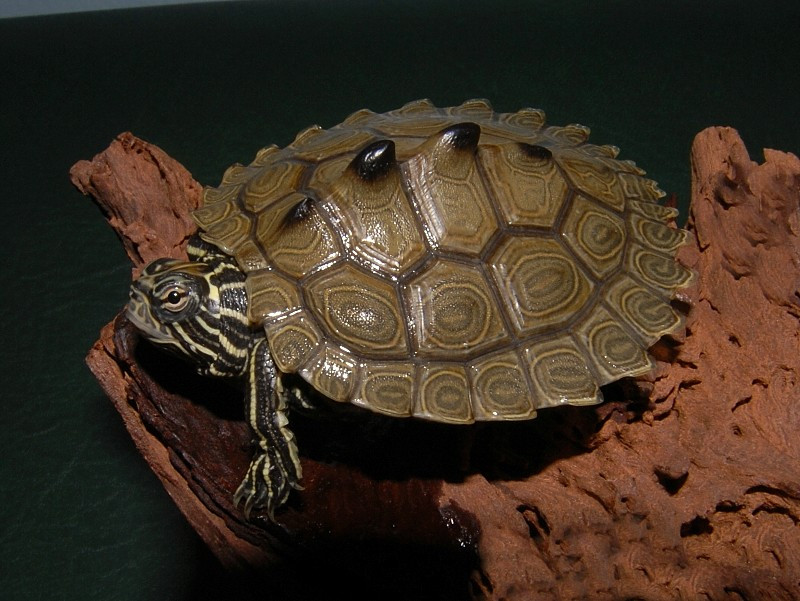 Southern Black Knobbed Sawback Map Turtle - Image 2