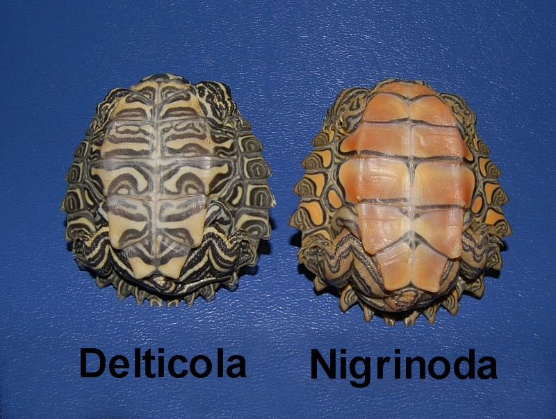 Southern Black Knobbed Sawback Map Turtle - Image 3
