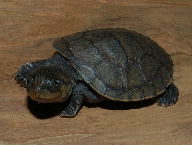 Madagascar Big Headed Side Necked Turtles - Image 2