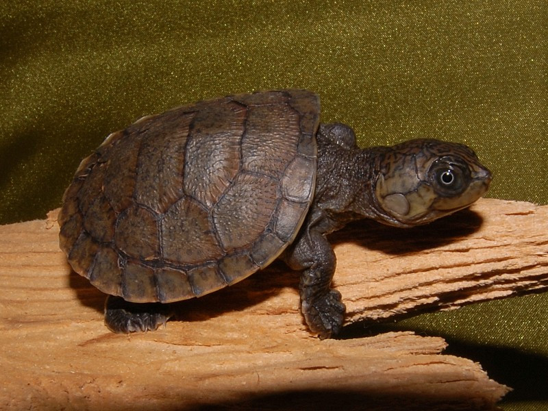 Madagascar Big Headed Side Necked Turtles