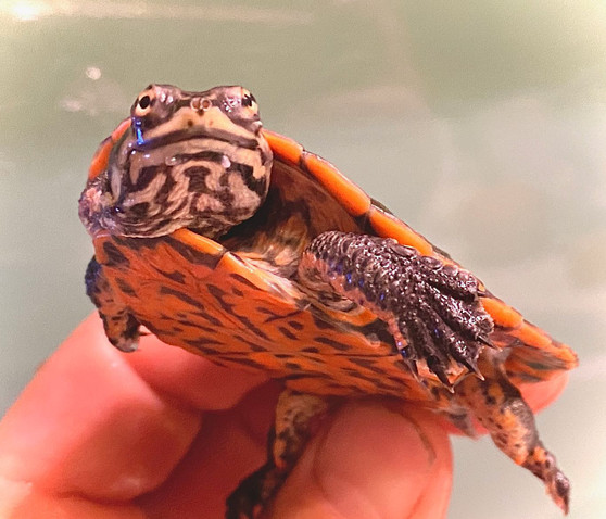 Geoffroys Side-Necked Turtle (Geoffranus) - Image 3