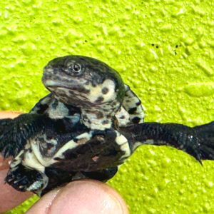 Gibba Side Necked Turtle: Mesoclemmys gibba