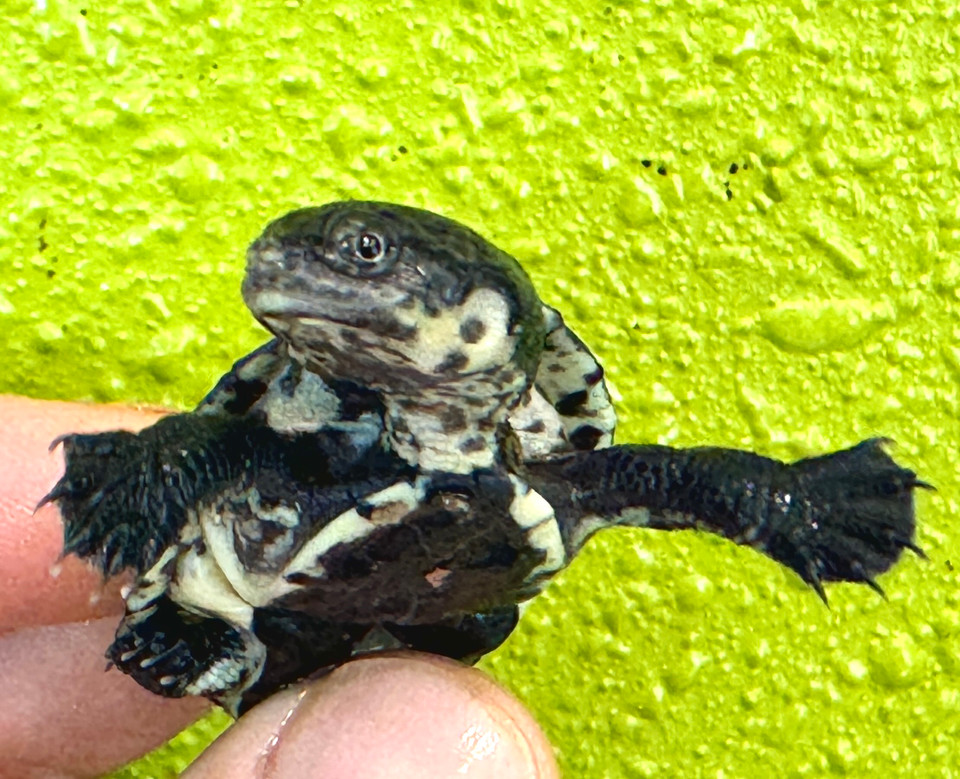 Gibba Side Necked Turtle: Mesoclemmys gibba