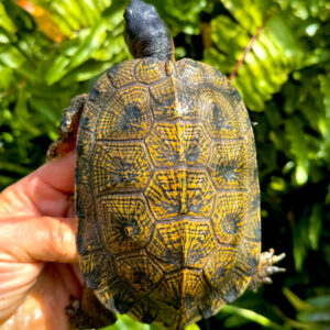 High Yellow North American Wood Turtles