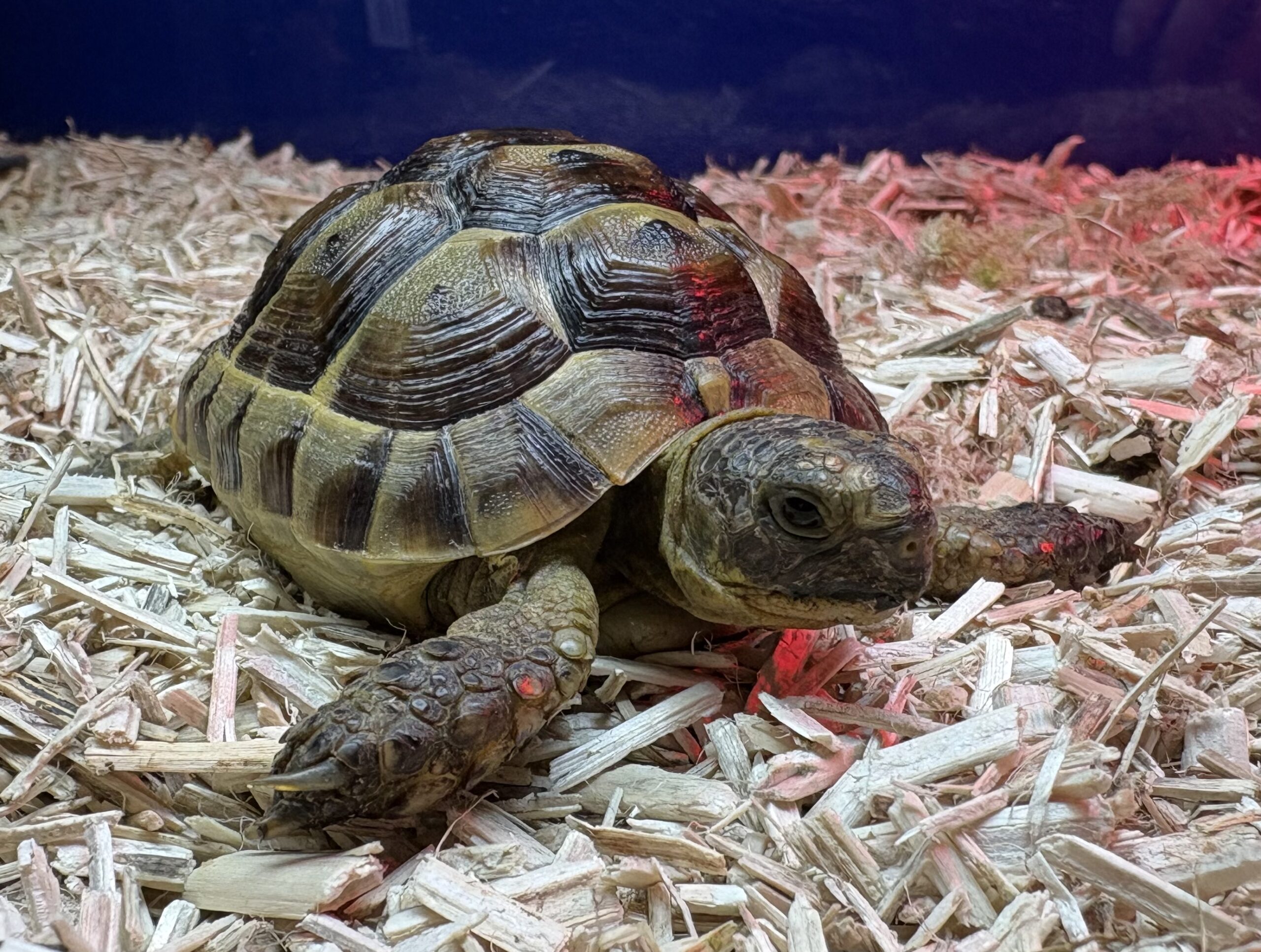 Bred Spur-Thighed Tortoise - Image 2