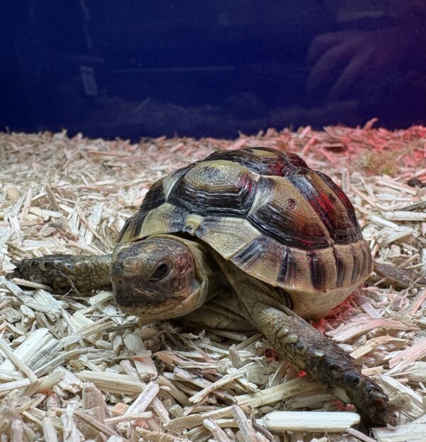 Bred Spur-Thighed Tortoise - Image 4