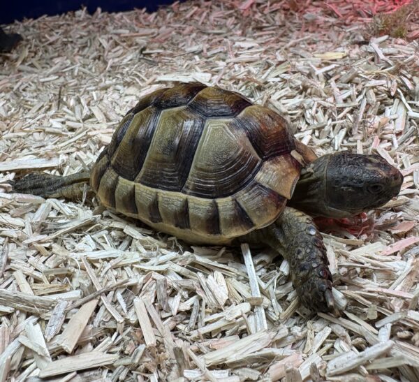 Bred Spur-Thighed Tortoise - Image 5