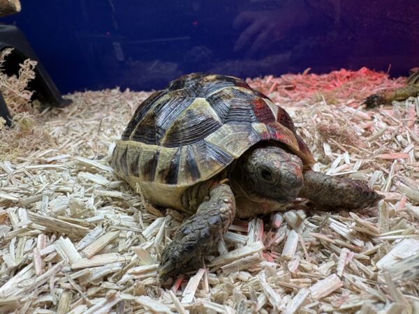 Bred Spur-Thighed Tortoise - Image 6