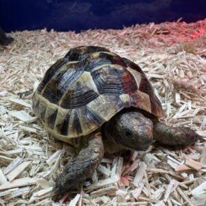 Bred Spur-Thighed Tortoise