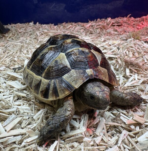 Bred Spur-Thighed Tortoise