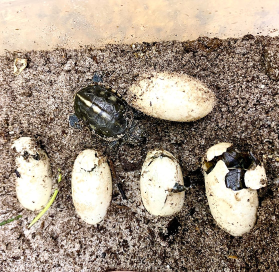 Coahuilan Box Turtle - Image 2